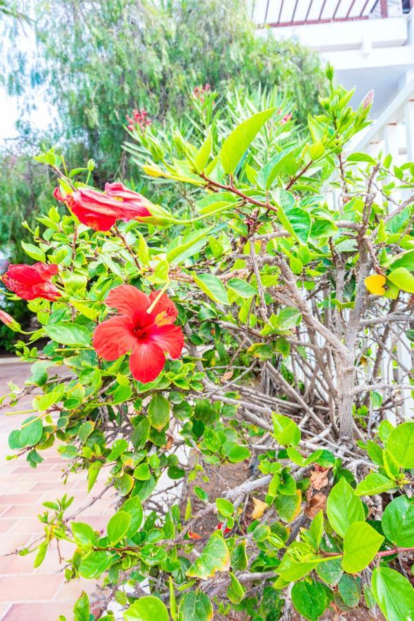 Vivienda Vacacional Rose Costa Teguise Exterior foto